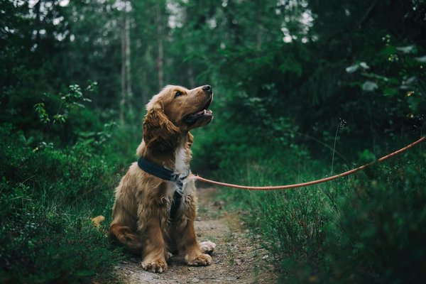 What Are the Signs of a Well-Balanced Vegan Diet in Dogs?